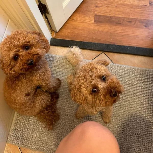 Bellissimi Barboncino cuccioli per adozione