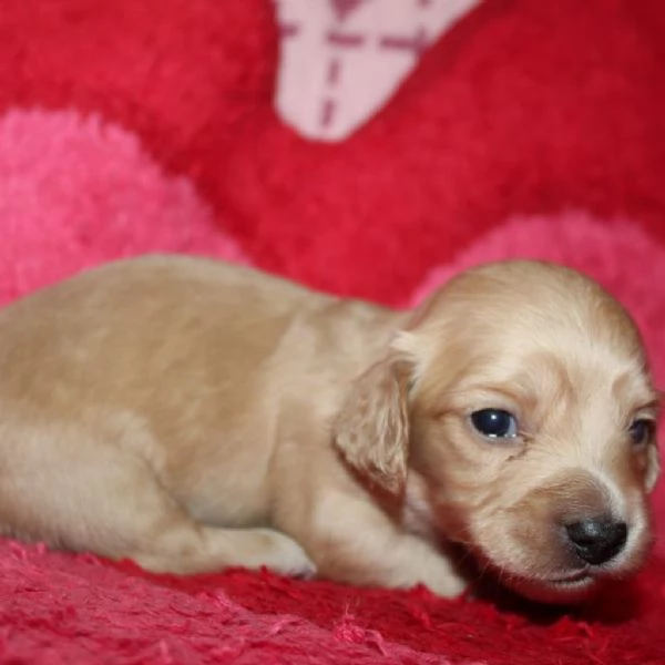 Disponibili splendidi Bassotto cuccioli per adozione | Foto 3