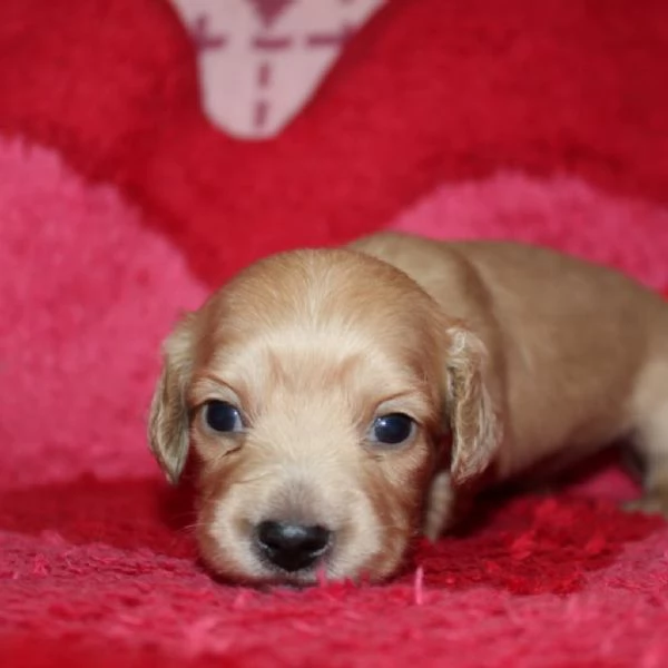 Disponibili splendidi Bassotto cuccioli per adozione | Foto 2