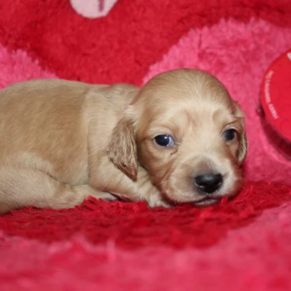Disponibili splendidi Bassotto cuccioli per adozione | Foto 1