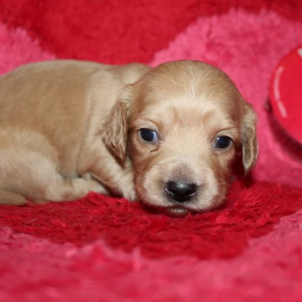Disponibili splendidi Bassotto cuccioli per adozione | Foto 0