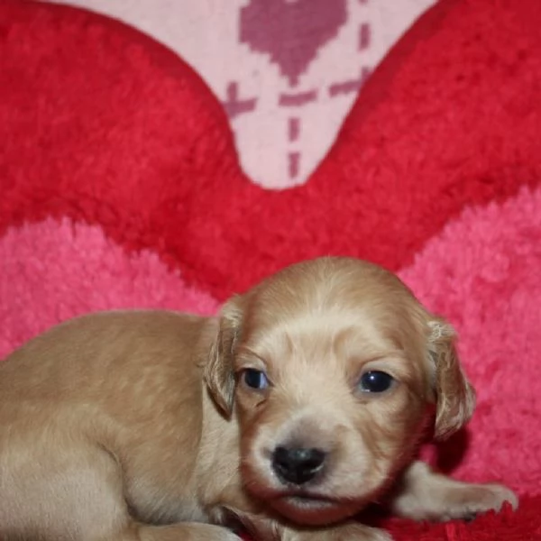 Disponibili splendidi Bassotto cuccioli per adozione