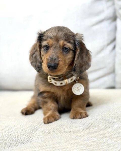 Disponibili splendidi Bassotto cuccioli per adozione | Foto 0