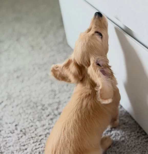 Disponibili splendidi Bassotto cuccioli per adozione | Foto 1