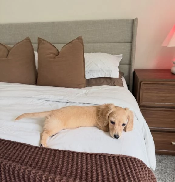 Disponibili splendidi Bassotto cuccioli per adozione | Foto 0