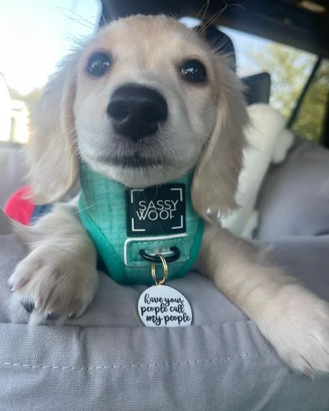Disponibili splendidi Bassotto cuccioli per adozione