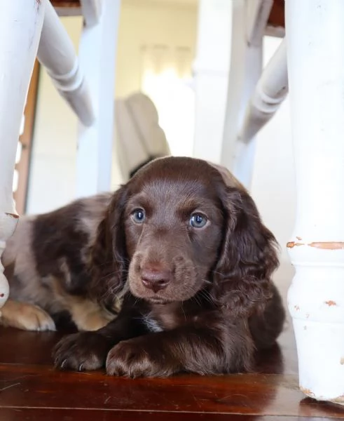 Disponibili splendidi Bassotto cuccioli per adozione | Foto 1