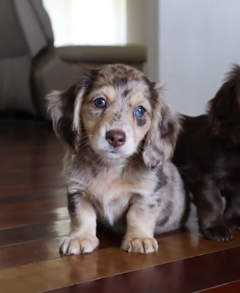 Disponibili splendidi Bassotto cuccioli per adozione