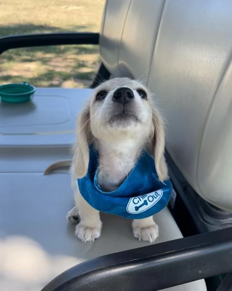 Disponibili splendidi Bassotto cuccioli per adozione | Foto 1