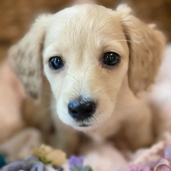 Disponibili splendidi Bassotto cuccioli per adozione | Foto 2