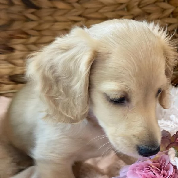 Disponibili splendidi Bassotto cuccioli per adozione | Foto 1