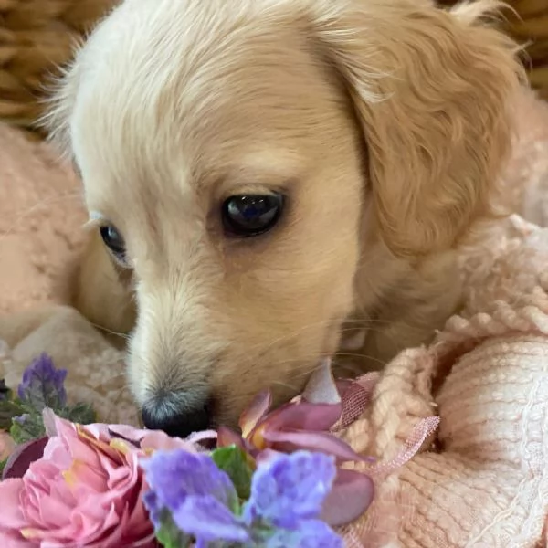 Disponibili splendidi Bassotto cuccioli per adozione