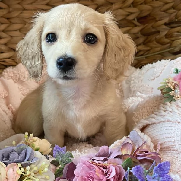 Disponibili splendidi Bassotto cuccioli per adozione | Foto 0
