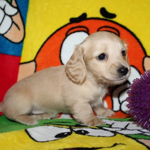 Disponibili splendidi Bassotto cuccioli per adozione
