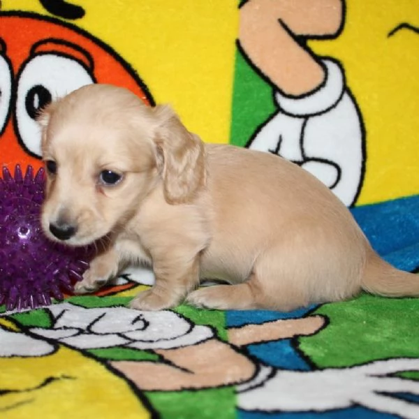 Disponibili splendidi Bassotto cuccioli per adozione | Foto 0