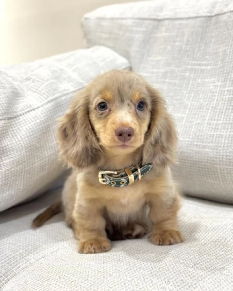 Disponibili splendidi Bassotto cuccioli per adozione | Foto 0