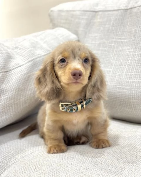 Disponibili splendidi Bassotto cuccioli per adozione