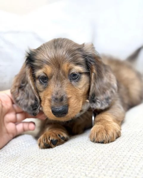 Disponibili splendidi Bassotto cuccioli per adozione | Foto 1