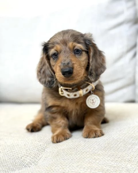 Disponibili splendidi Bassotto cuccioli per adozione | Foto 0
