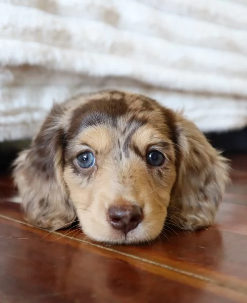 Disponibili splendidi Bassotto cuccioli per adozione | Foto 2