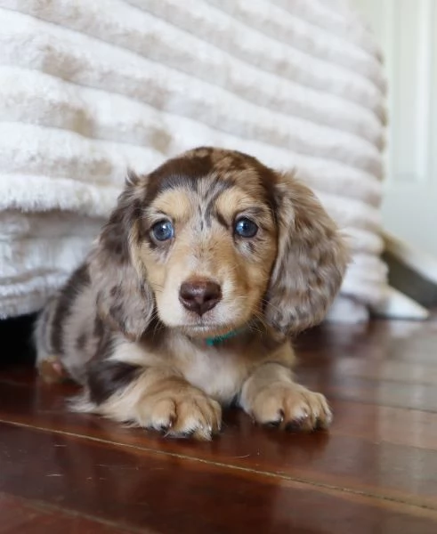 Disponibili splendidi Bassotto cuccioli per adozione | Foto 1