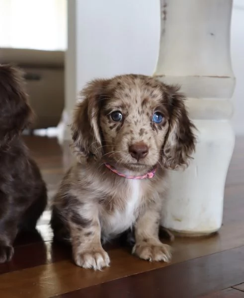 Disponibili splendidi Bassotto cuccioli per adozione