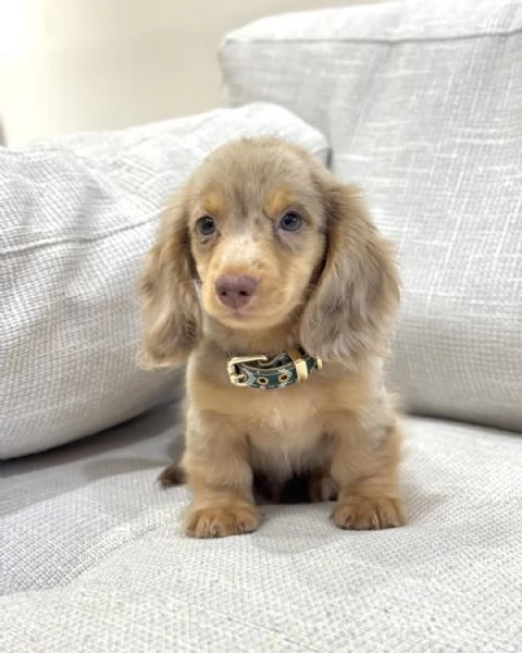 Disponibili splendidi Bassotto cuccioli per adozione | Foto 0