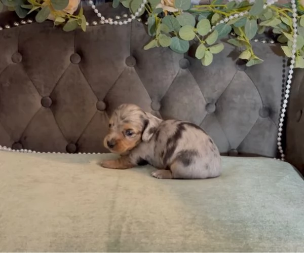 Disponibili splendidi Bassotto cuccioli per adozione | Foto 2
