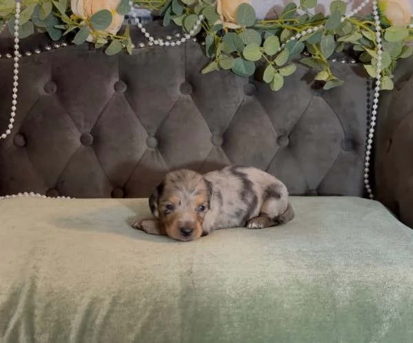 Disponibili splendidi Bassotto cuccioli per adozione