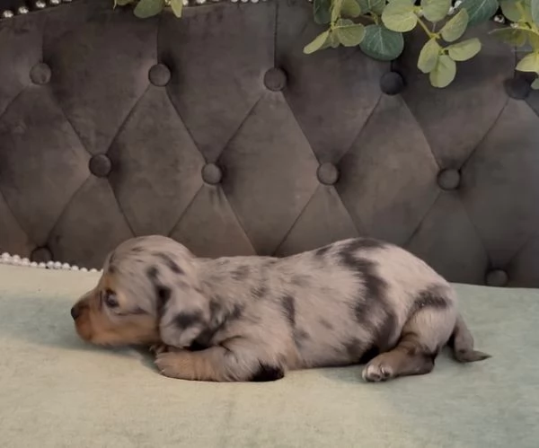 Disponibili splendidi Bassotto cuccioli per adozione | Foto 0