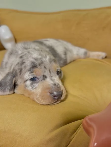 Disponibili splendidi Bassotto cuccioli per adozione | Foto 2