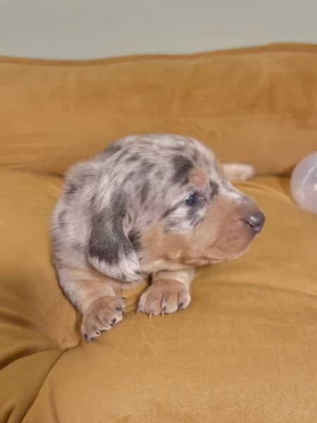 Disponibili splendidi Bassotto cuccioli per adozione | Foto 0