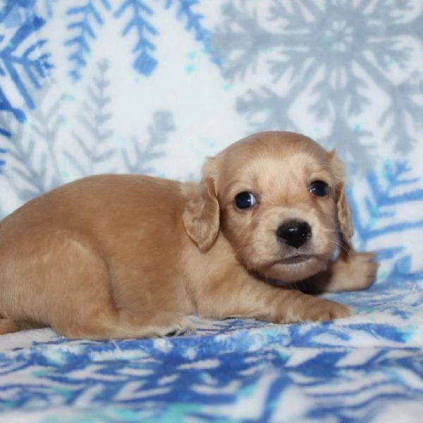 Disponibili splendidi Bassotto cuccioli per adozione | Foto 2