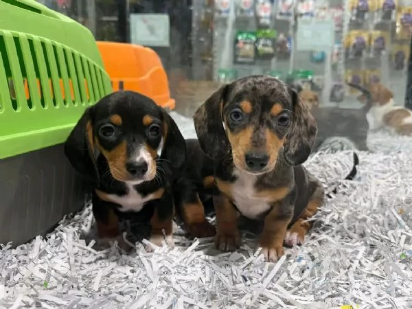 Disponibili splendidi Bassotto cuccioli per adozione