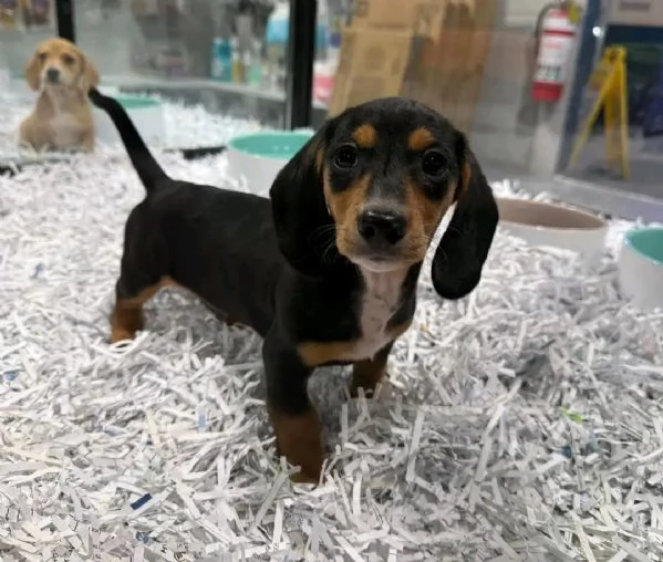 Disponibili splendidi Bassotto cuccioli per adozione | Foto 2