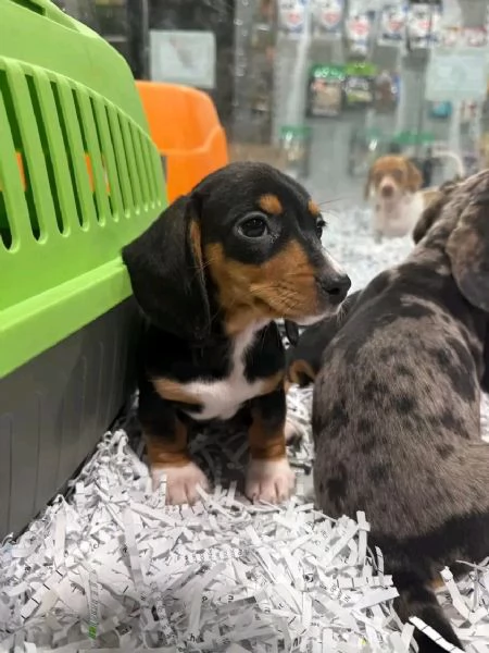 Disponibili splendidi Bassotto cuccioli per adozione | Foto 1