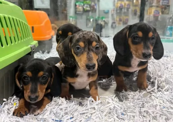 Disponibili splendidi Bassotto cuccioli per adozione | Foto 0
