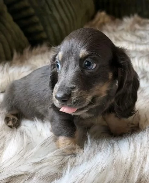 Disponibili splendidi Bassotto cuccioli per adozione | Foto 1