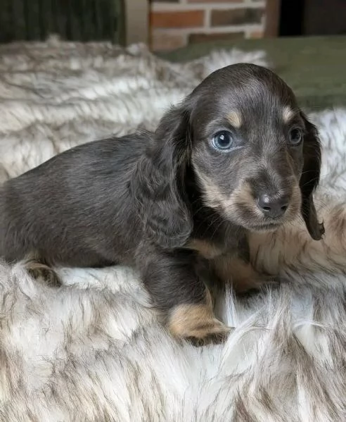 Disponibili splendidi Bassotto cuccioli per adozione