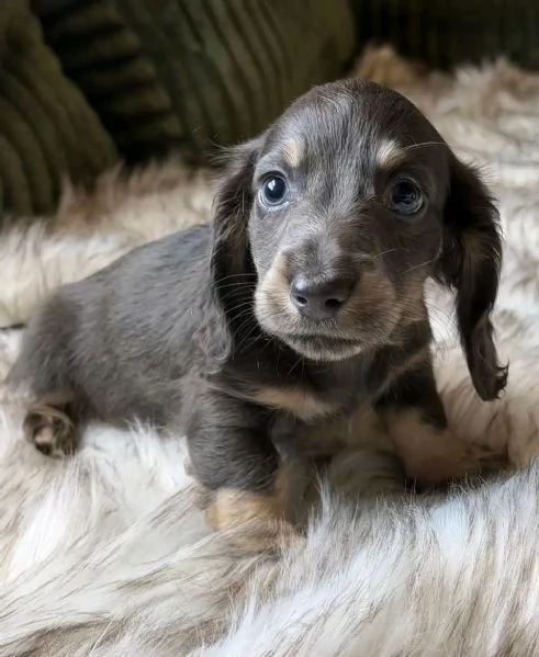 Disponibili splendidi Bassotto cuccioli per adozione | Foto 0