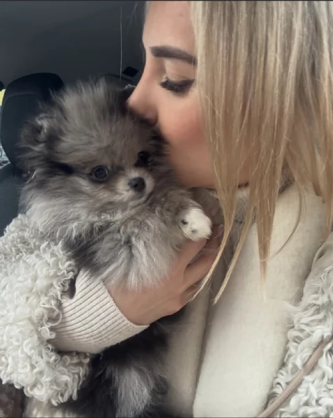 Bellissimi cuccioli di Pomerania Volpino, maschi e femmine, in vendita. | Foto 5