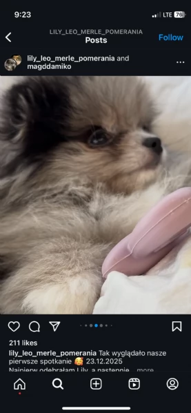 Bellissimi cuccioli di Pomerania Volpino, maschi e femmine, in vendita. | Foto 4