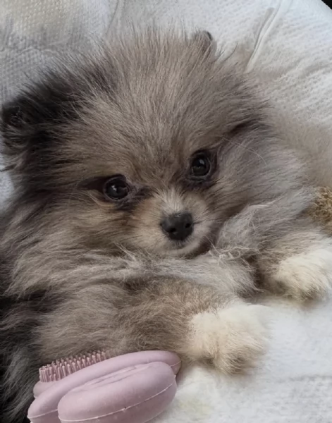 Bellissimi cuccioli di Pomerania Volpino, maschi e femmine, in vendita. | Foto 3