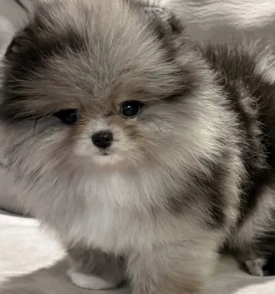 Bellissimi cuccioli di Pomerania Volpino, maschi e femmine, in vendita. | Foto 2
