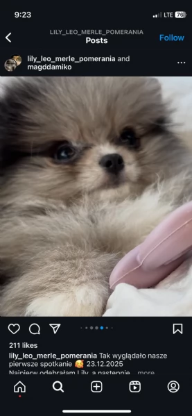 Bellissimi cuccioli di Pomerania Volpino, maschi e femmine, in vendita. | Foto 1