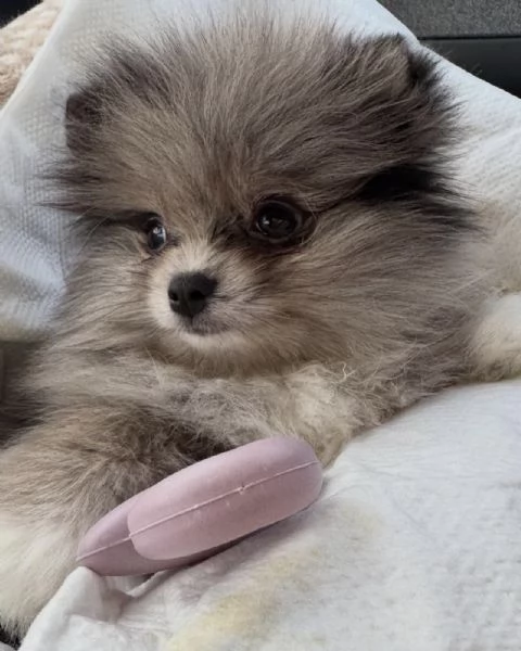 Bellissimi cuccioli di Pomerania Volpino, maschi e femmine, in vendita.