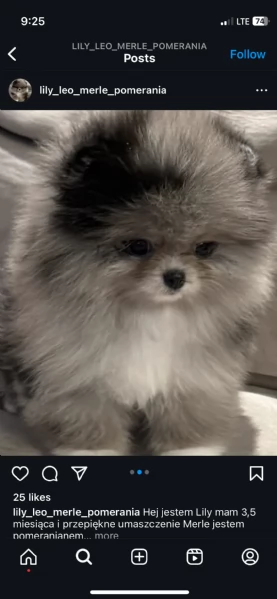 Bellissimi cuccioli di Pomerania Volpino, maschi e femmine, in vendita. | Foto 0