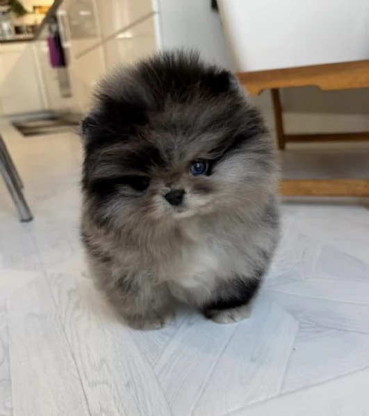 Cucciolo di Pomerania nano merle blu