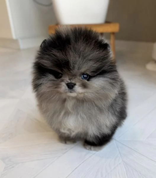 Cucciolo di Pomerania nano merle blu | Foto 5