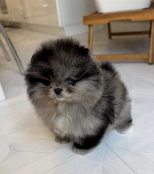Cucciolo di Pomerania nano merle blu | Foto 4